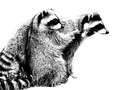 raccoons.group